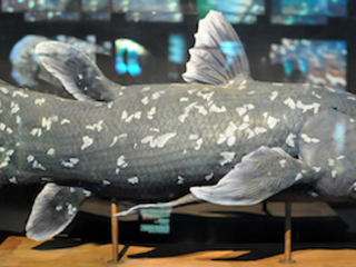 Réplica de un Celacanto de Comores (Latimeria chalumnae). Foto: © Citron