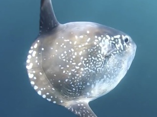 Ejemplar de pez luna (Mola tecta).  Foto: © Explorasub