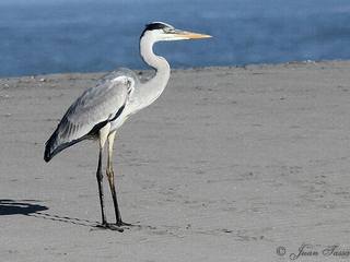 Garza cuca (foto: Juan Tassara).