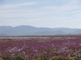 Cerca de la carretera, camino perpendicular (Foto G. Rojas)