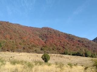 Vegetación esclerófila e higrófila afectada por la sequía, quebrada El Sauce, Chimbarongo (Fotografía Francisco Urra).