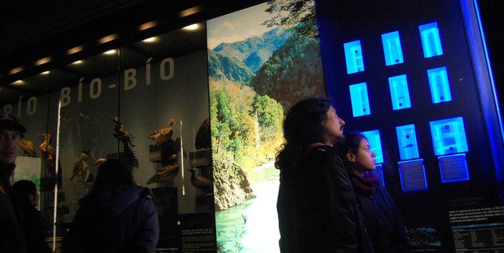 Vitrina Rio Bío-Bío, cuenta con exhibición de peces endémicos