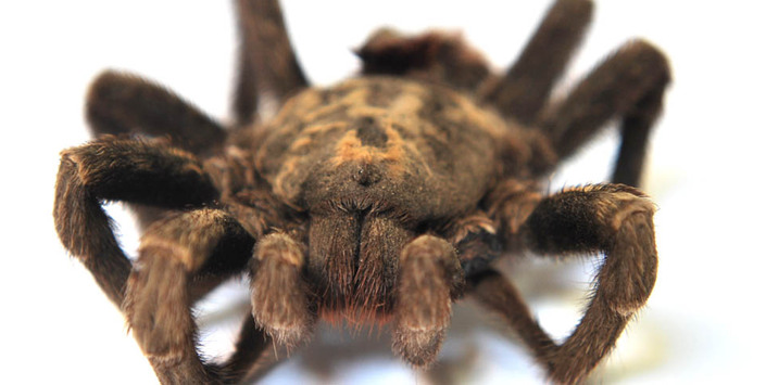 Arañas
