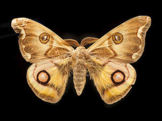 Polythysana cinerascens (Philippi, 1859)