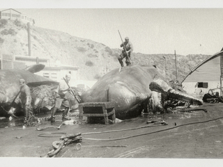 Procesamiento de dos cachalotes en la planta de Quintay