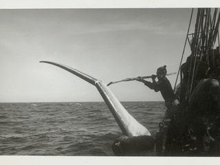 Ballena de aleta cazada por el Indus 11