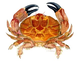 Ilustraciones científicas de Elsa Dietelbach